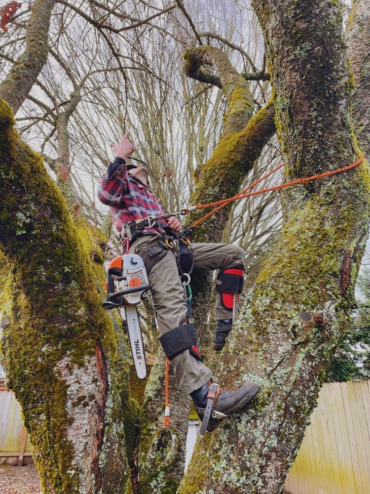 Mossy Tree Care gallery 3