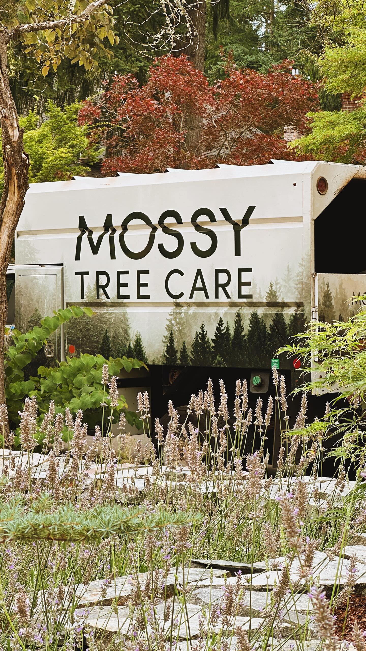 Mossy Tree Care work site