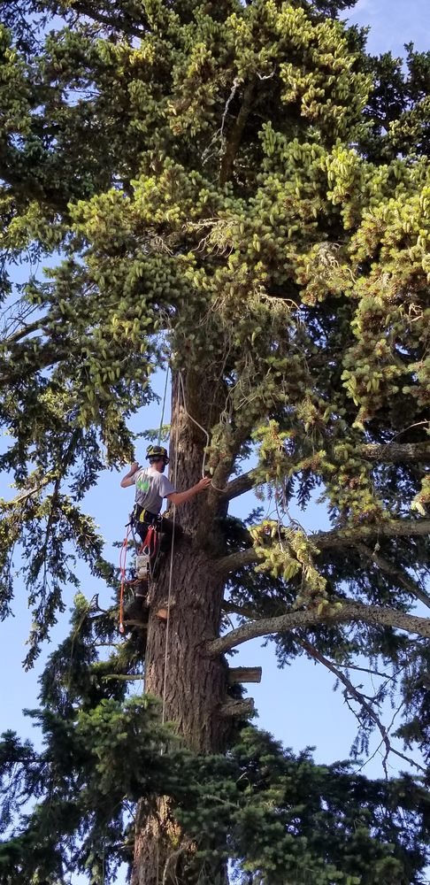 Mossy Tree Care gallery 2