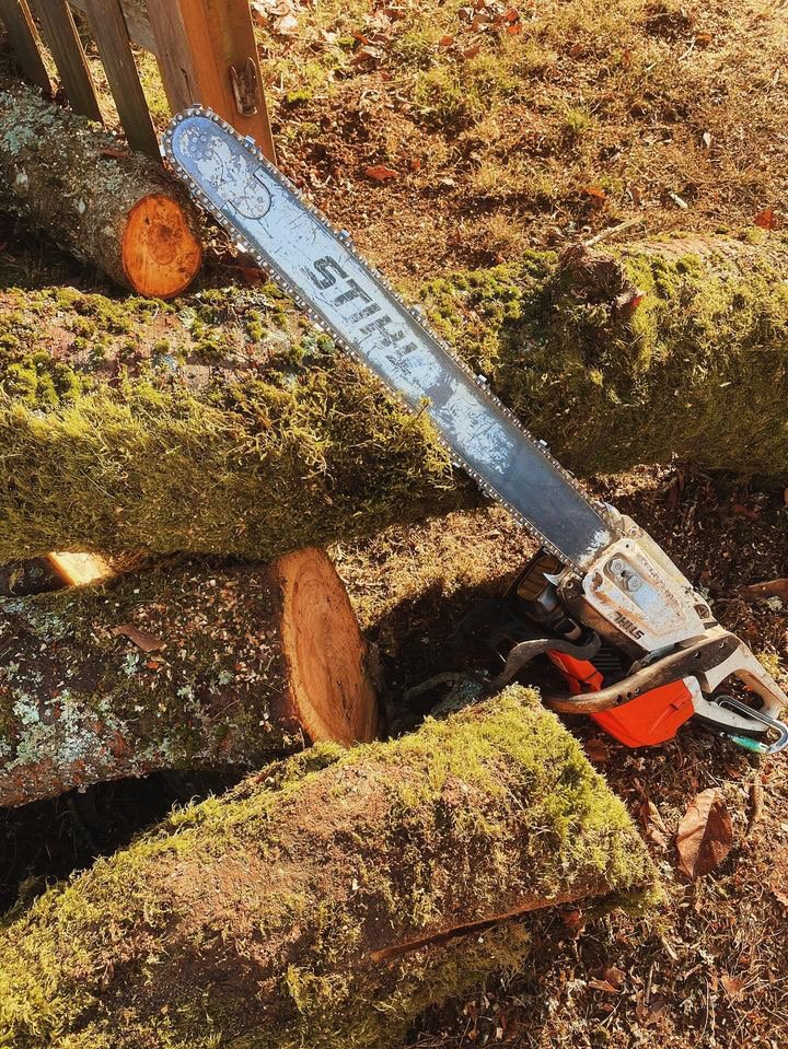 Mossy Tree Care gallery 6
