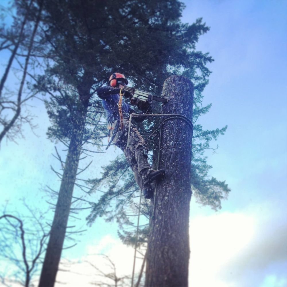Mossy Tree Care gallery 5