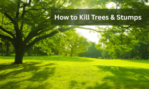How to Kill Trees and Stumps