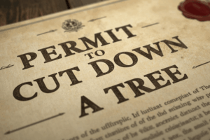Permit to Cut Down a Tree