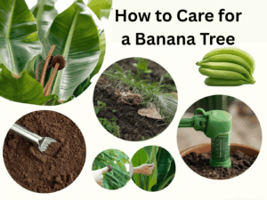 Care for a Banana Tree