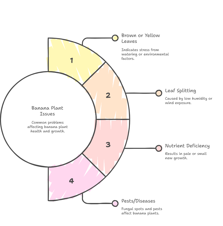 Common Issues banana tree