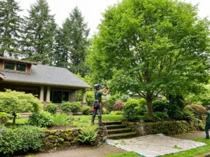 Residential Tree Service